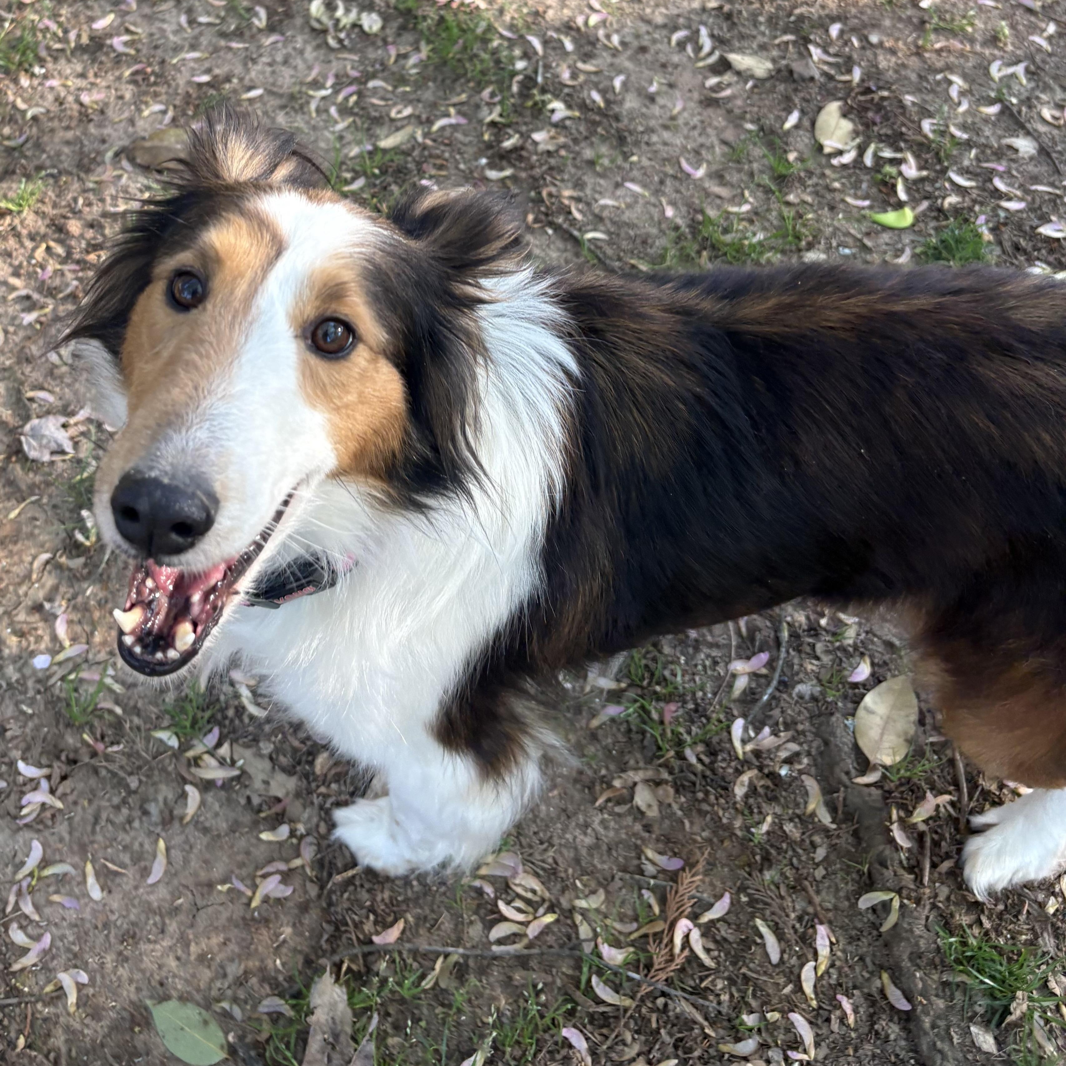 Enlarge Sage, an adoptable Shetland Sheepdog / Sheltie in Charlotte, NC image 2/5