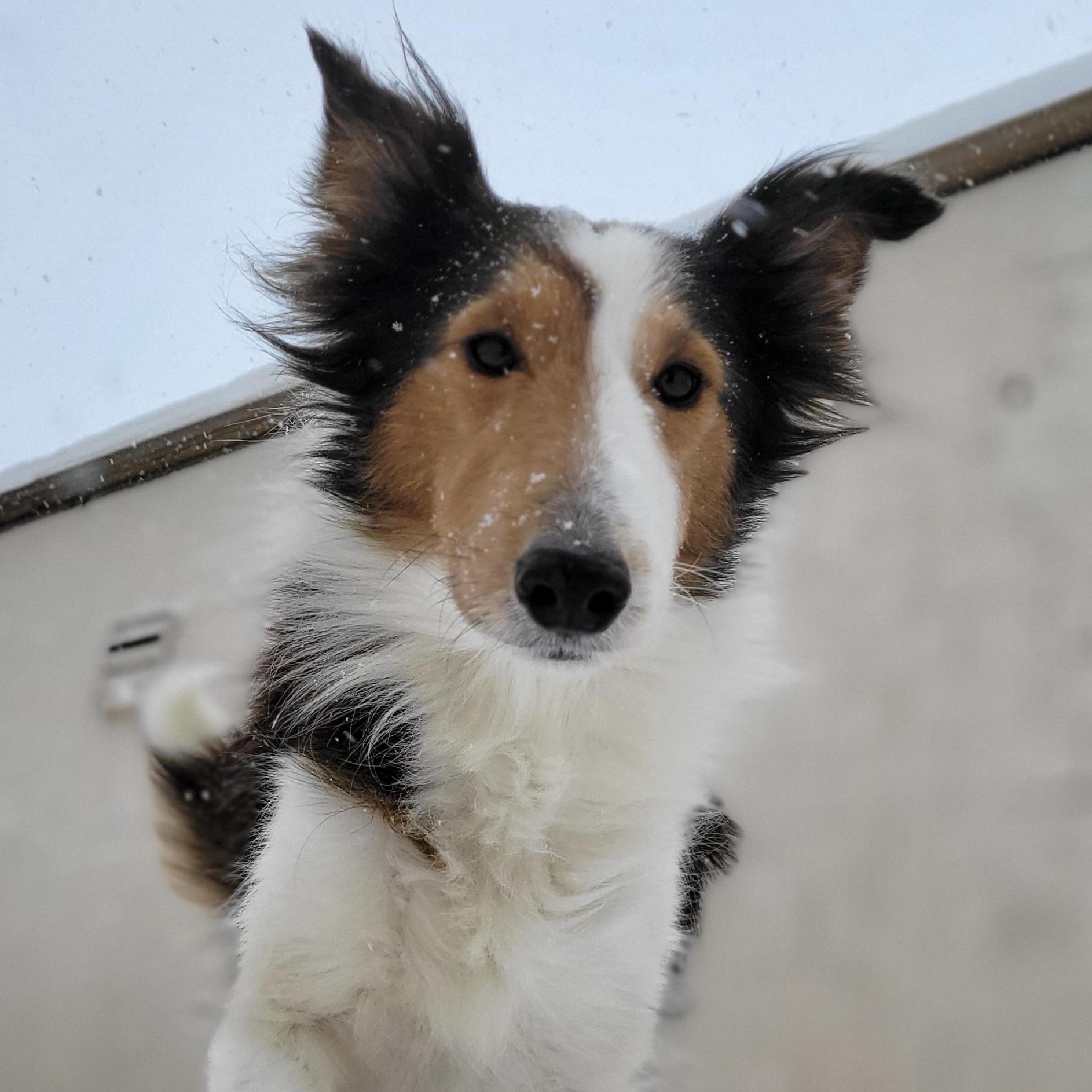 Enlarge Sage, an adoptable Shetland Sheepdog / Sheltie in Charlotte, NC image 5/5