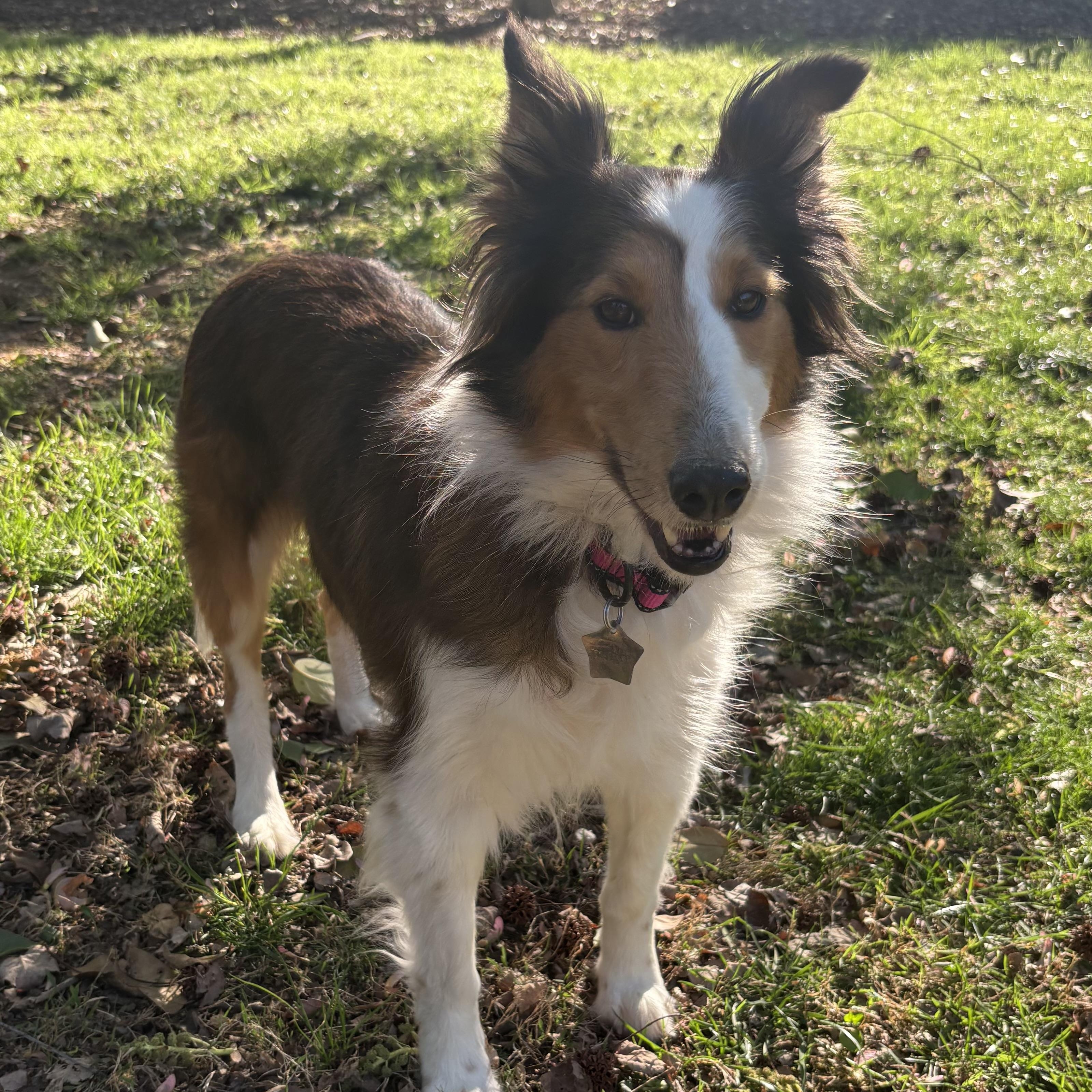 Enlarge Sage, an adoptable Shetland Sheepdog / Sheltie in Charlotte, NC image 4/5