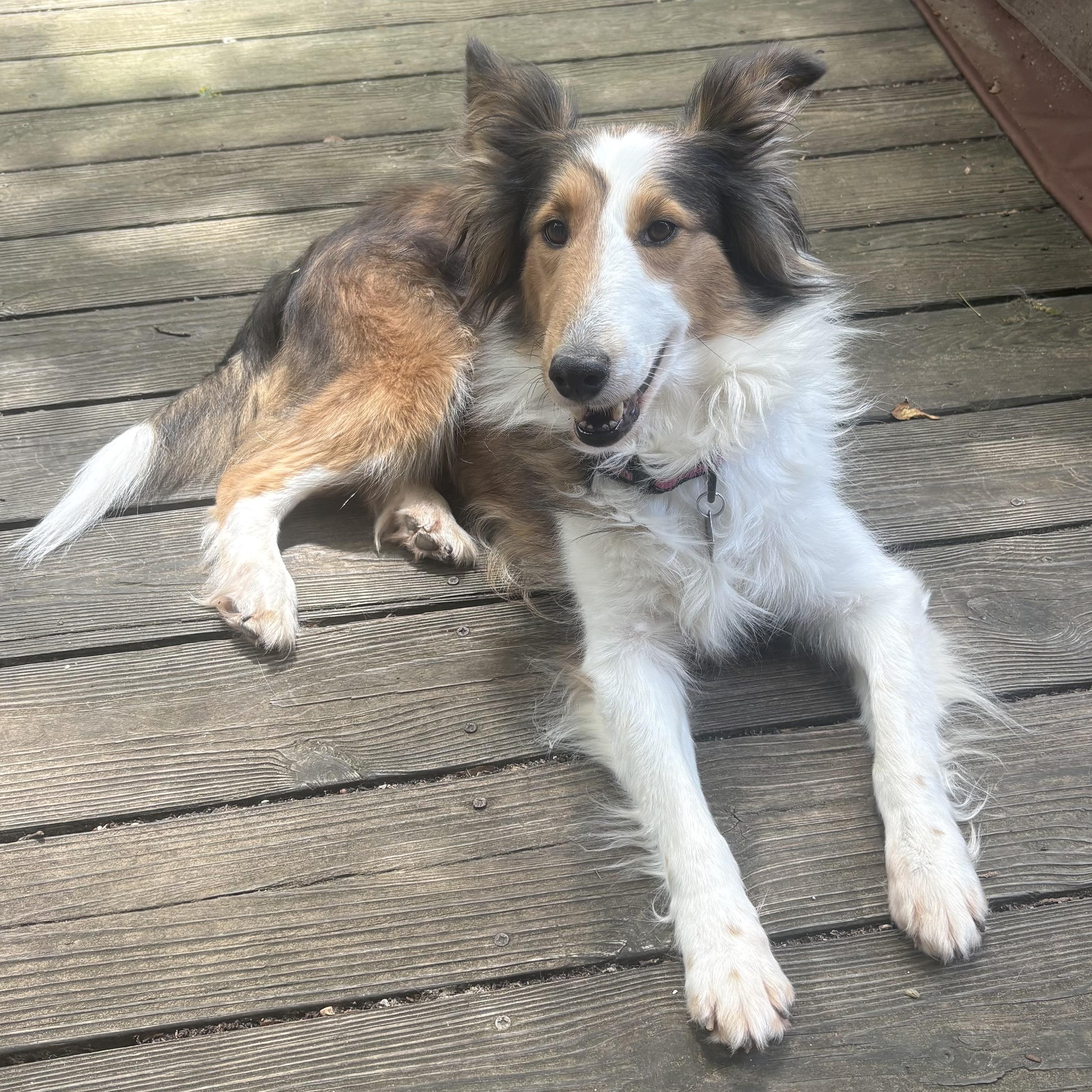Enlarge ADOPTION PENDING - Sage, an adoptable Shetland Sheepdog / Sheltie in Charlotte, NC image 1/6