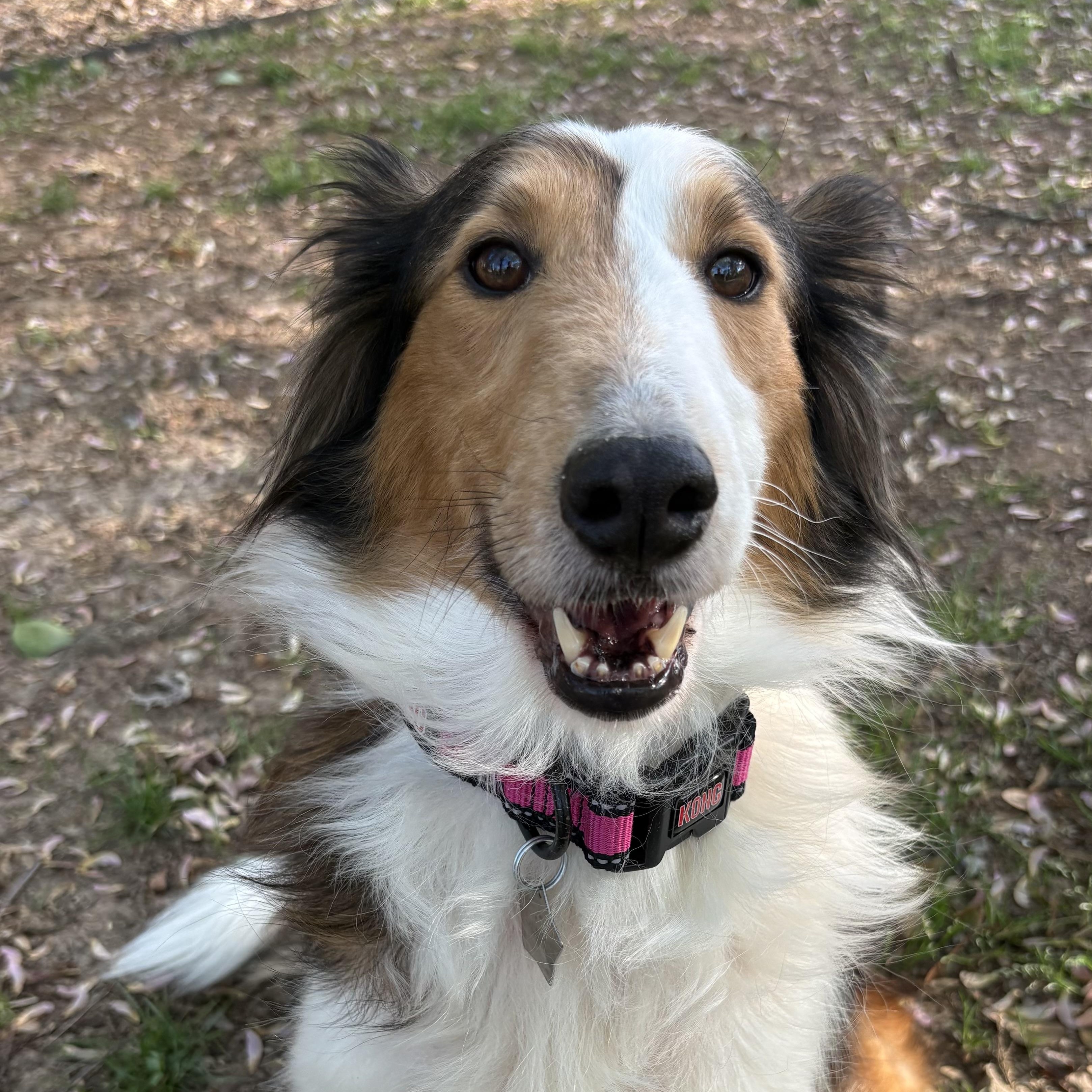 Sage, adoptable, Adult Female Shetland Sheepdog / Sheltie.