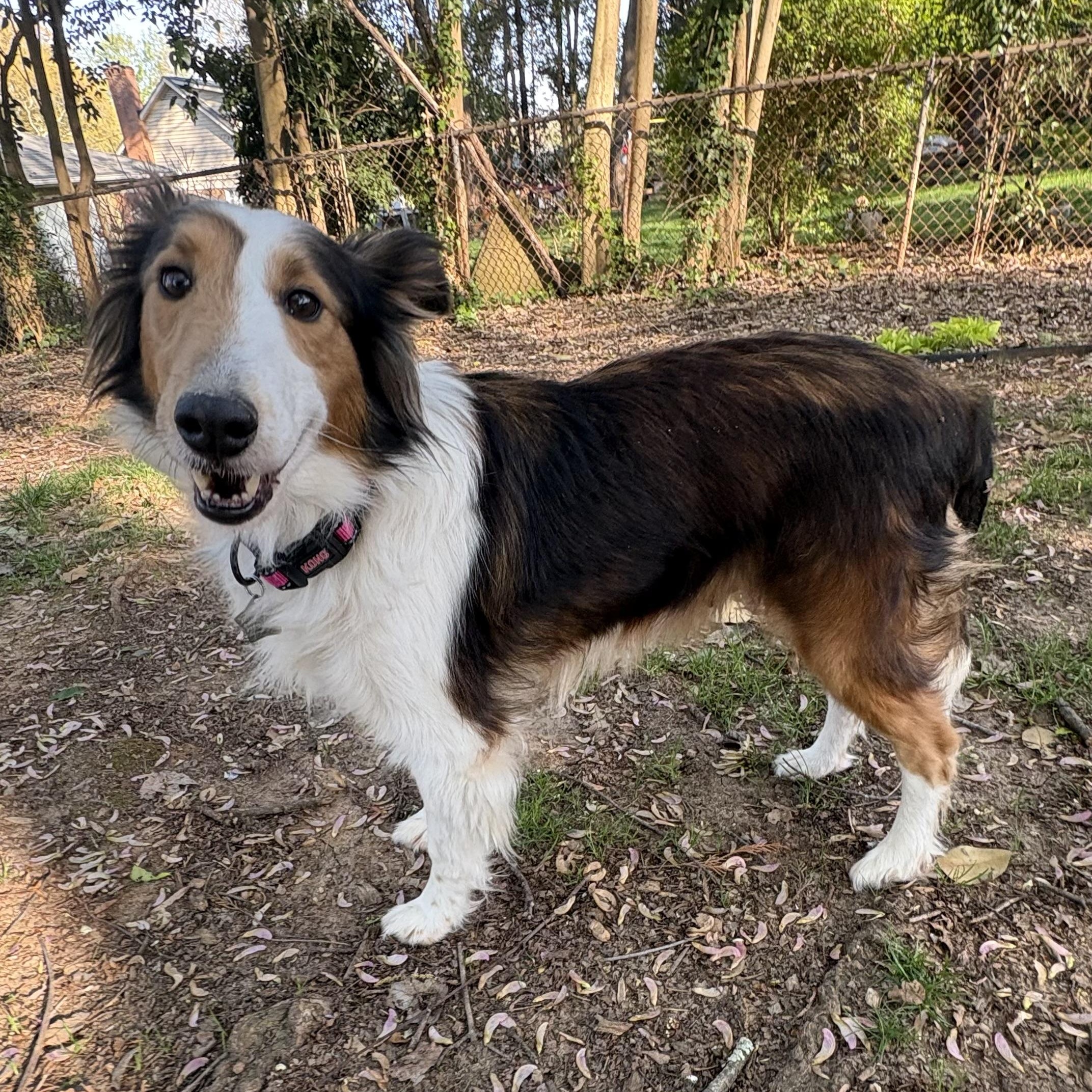 Enlarge Sage, an adoptable Shetland Sheepdog / Sheltie in Charlotte, NC image 3/5