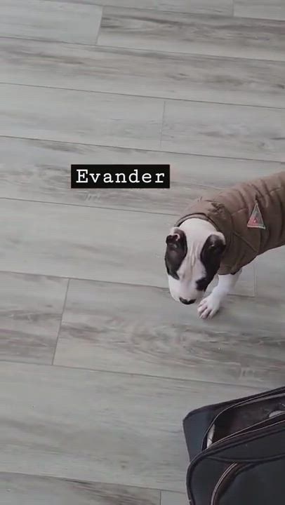 Enlarge Evander [Holyfield], a Adopted mixed breed in Pacifica, CA video 1/6