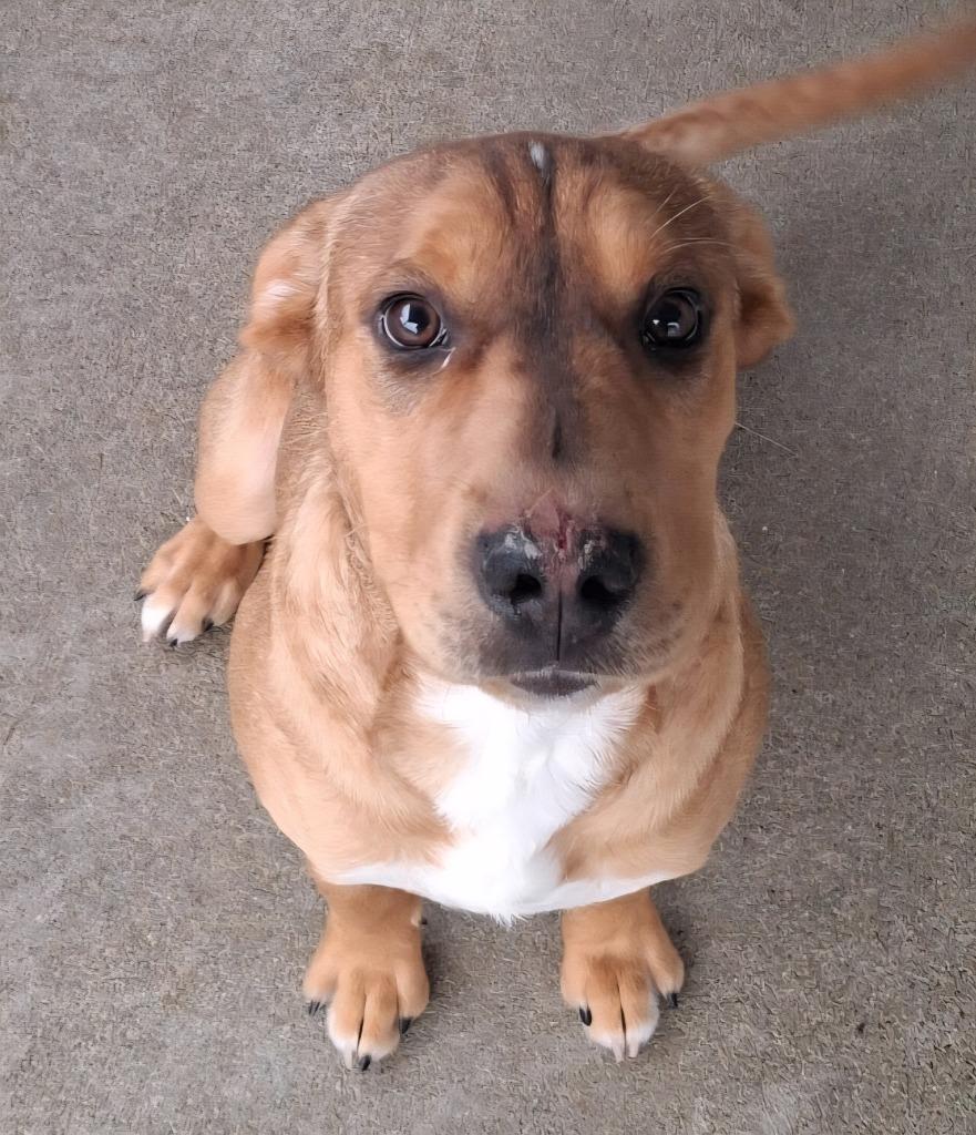 Jax, Adoptable, Puppy Male Mixed Breed.