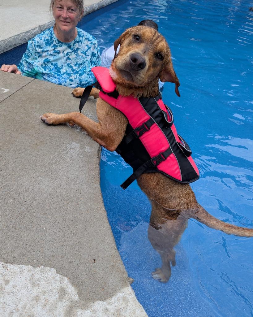 Jax, a Adoptable mixed breed in Murphysboro, IL image 2/3