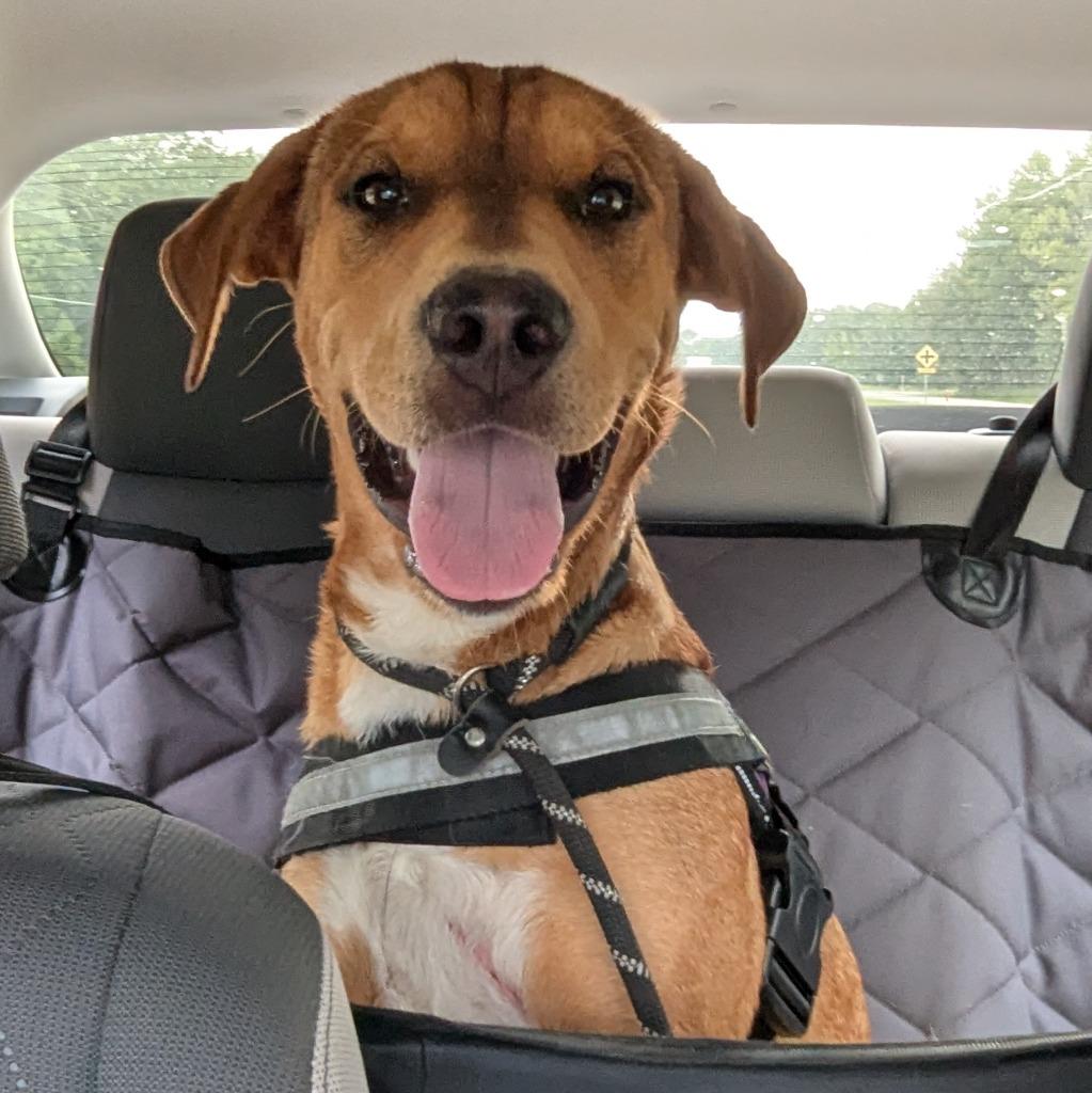 Jax, a Adoptable mixed breed in Murphysboro, IL image 3/3
