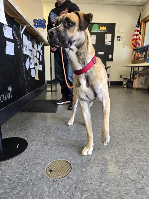 OZZY, Adoptable, Young Male Mastiff.