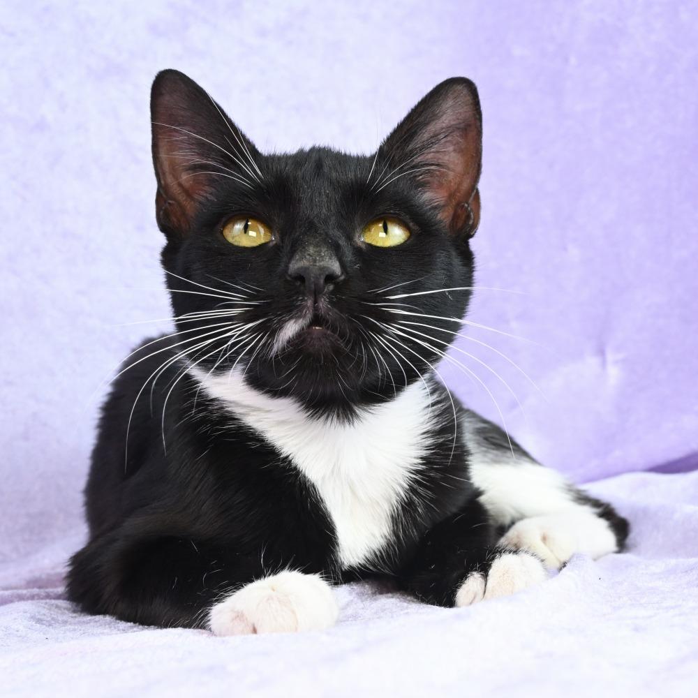 Ingrid, Adoptable, Young Female Domestic Short Hair.