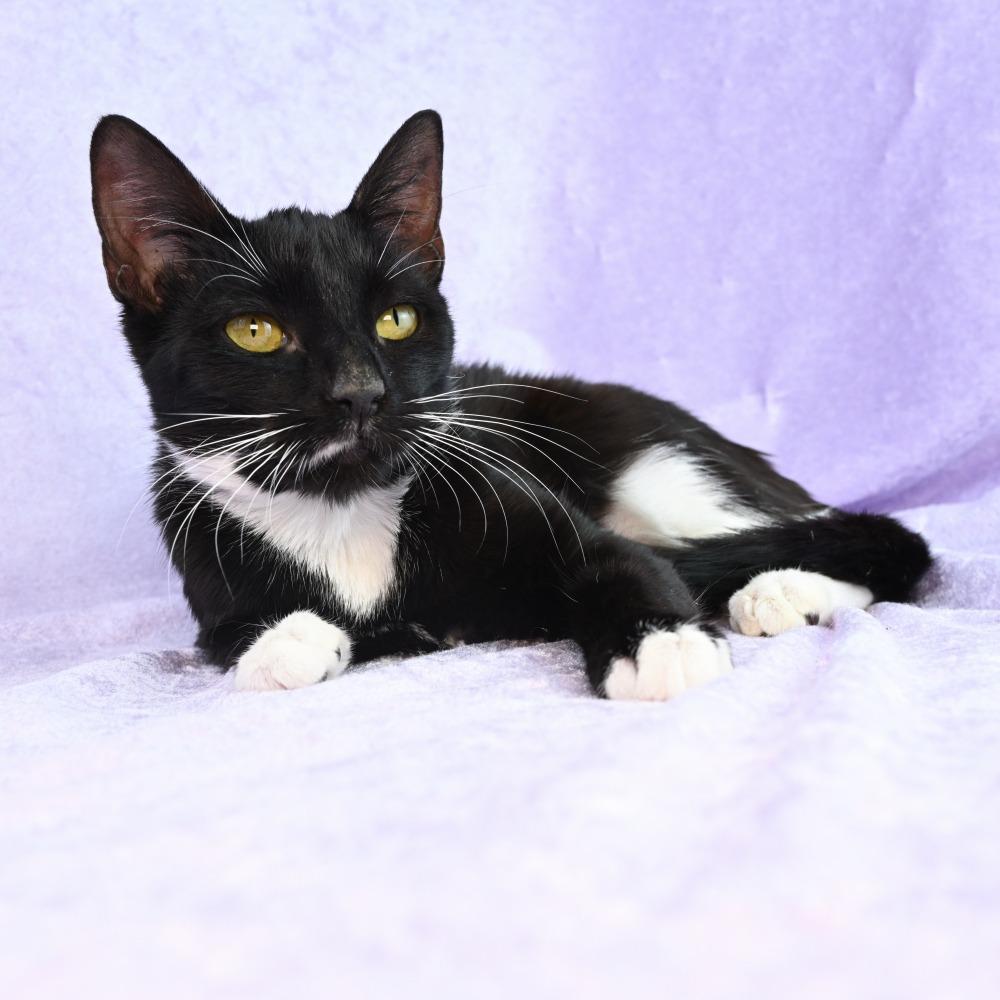 Enlarge Ingrid, a Adoptable Domestic Short Hair in Mobile, AL image 2/6