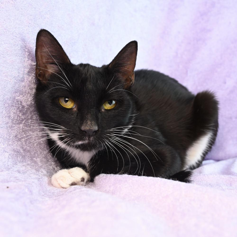 Enlarge Ingrid, a Adoptable Domestic Short Hair in Mobile, AL image 3/6