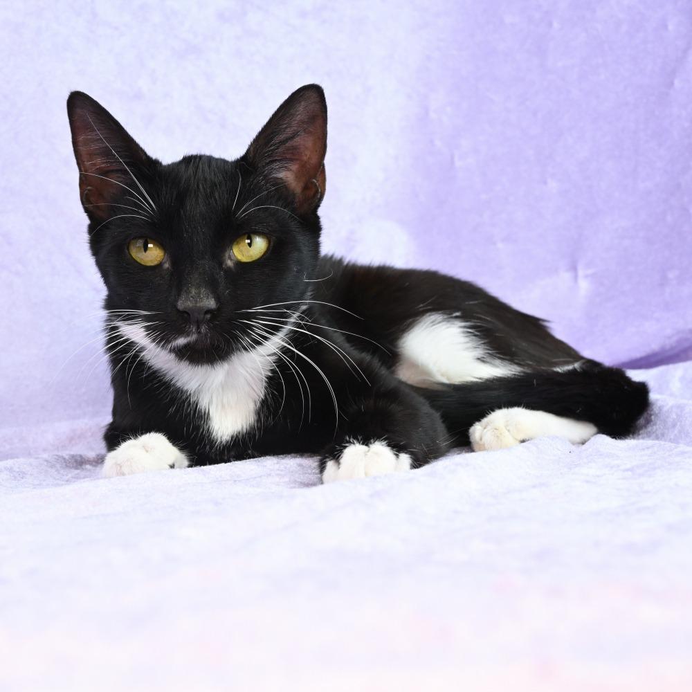 Enlarge Ingrid, a Adoptable Domestic Short Hair in Mobile, AL image 4/6