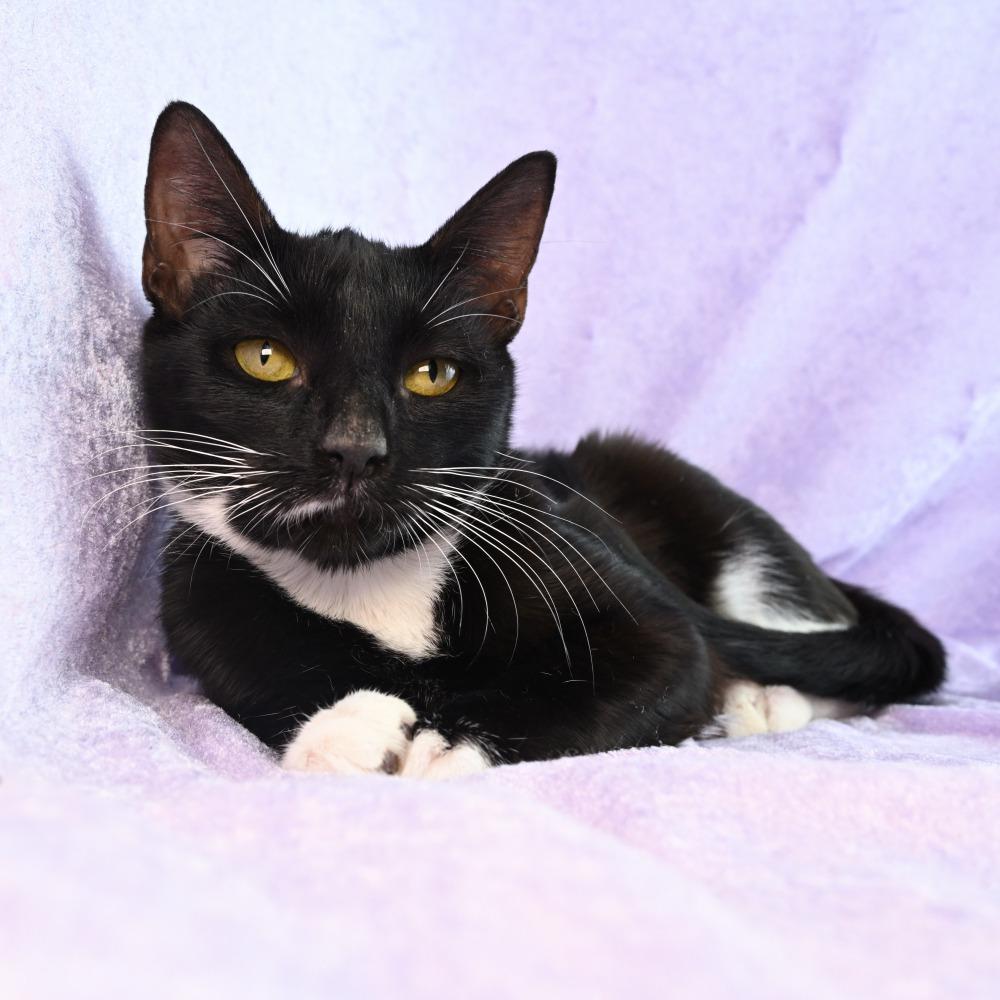 Enlarge Ingrid, a Adoptable Domestic Short Hair in Mobile, AL image 5/6