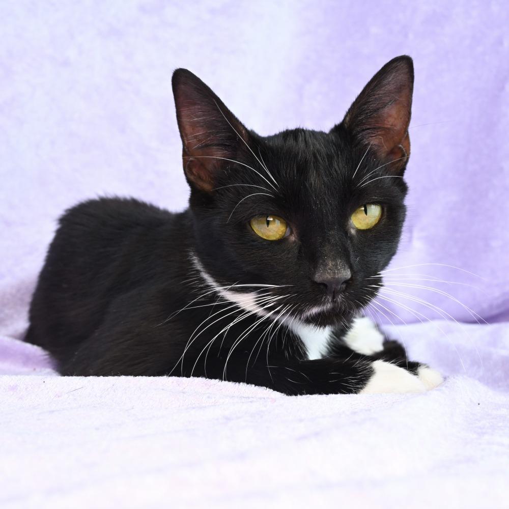 Enlarge Ingrid, a Adoptable Domestic Short Hair in Mobile, AL image 6/6