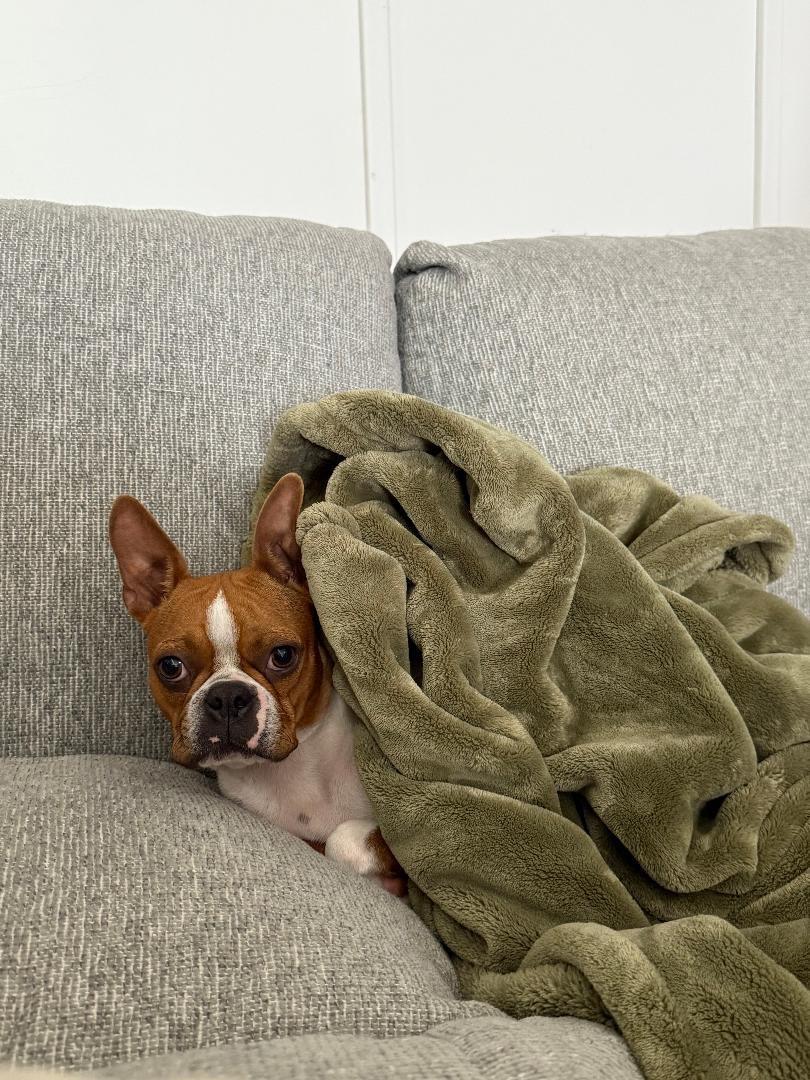 Goldie In Mo thumbnail 2