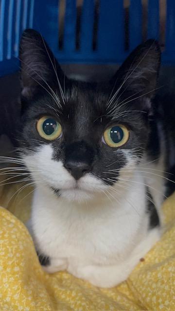 Sabrina Domestic Short Hair Cat
