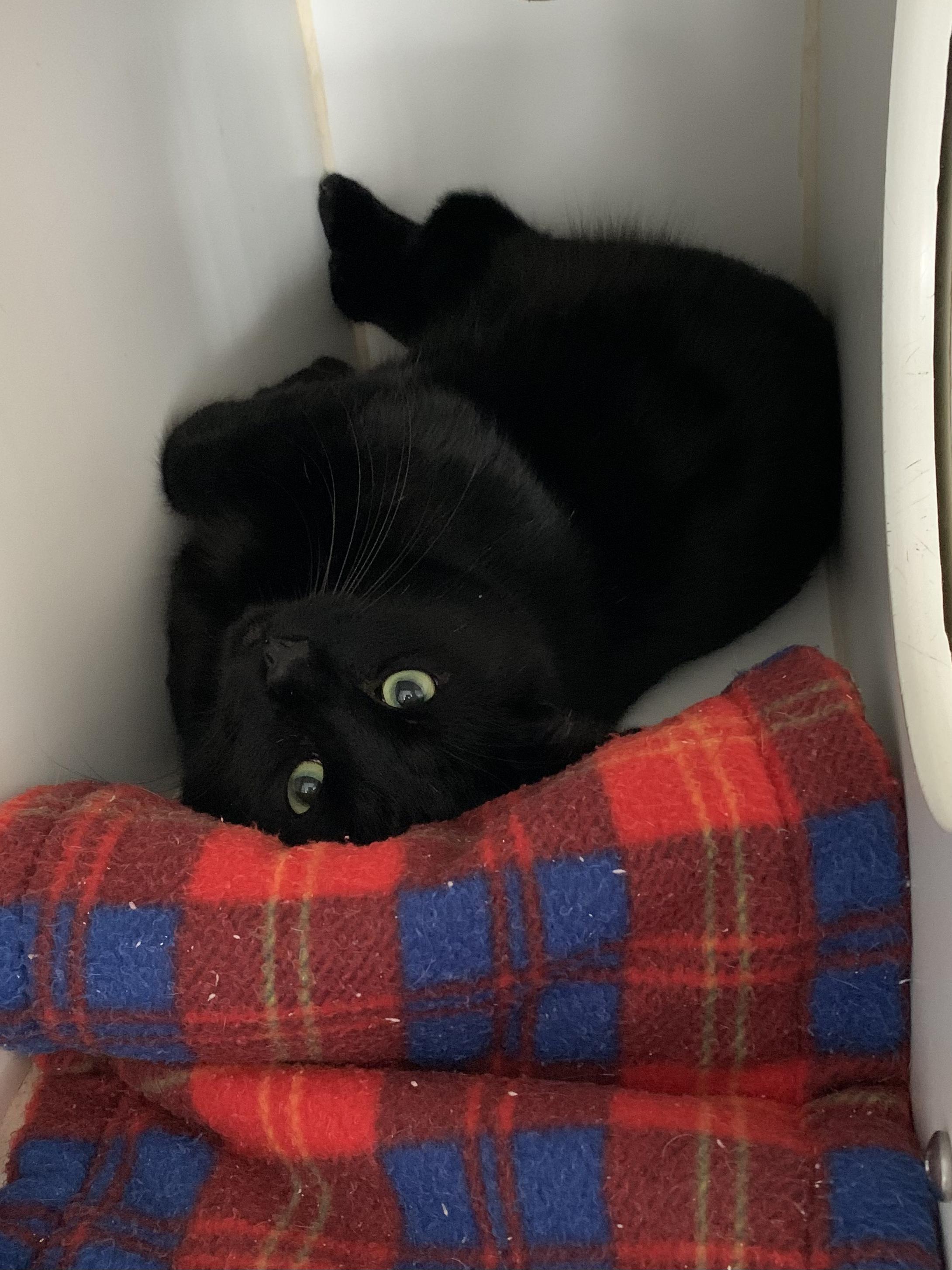 Pumpkin King, a Adoptable Domestic Short Hair in Grass Valley, CA image 2/2