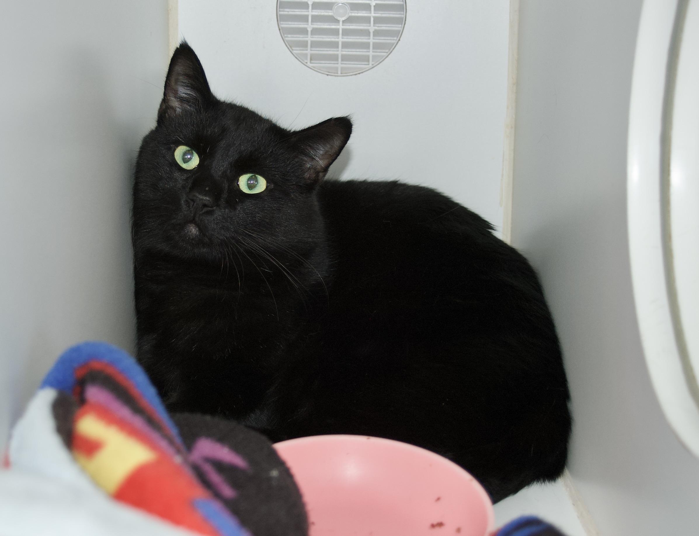 Pumpkin King, Adoptable, Adult Male Domestic Short Hair.