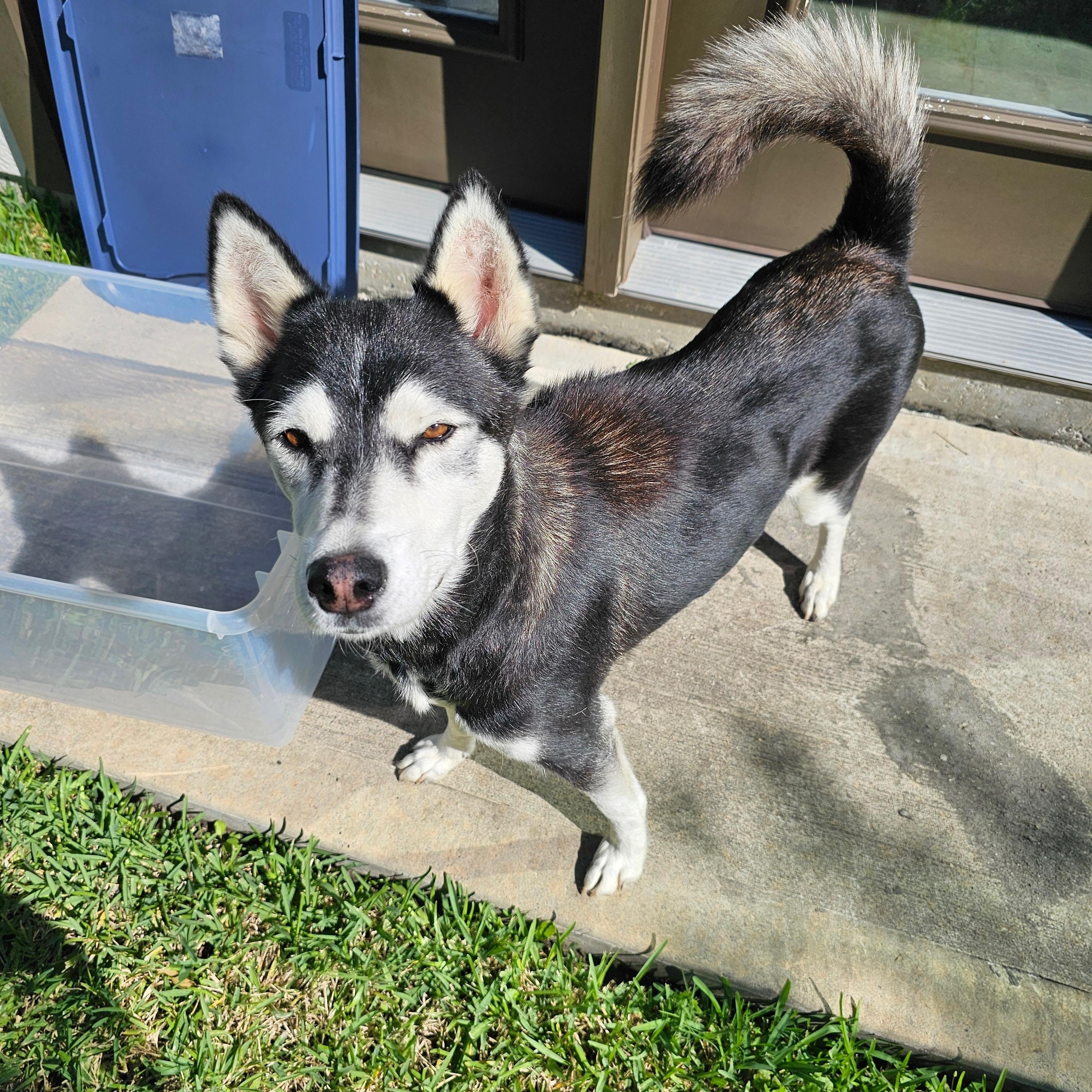 Sky, a Adoptable mixed breed in Houston, TX image 4/4