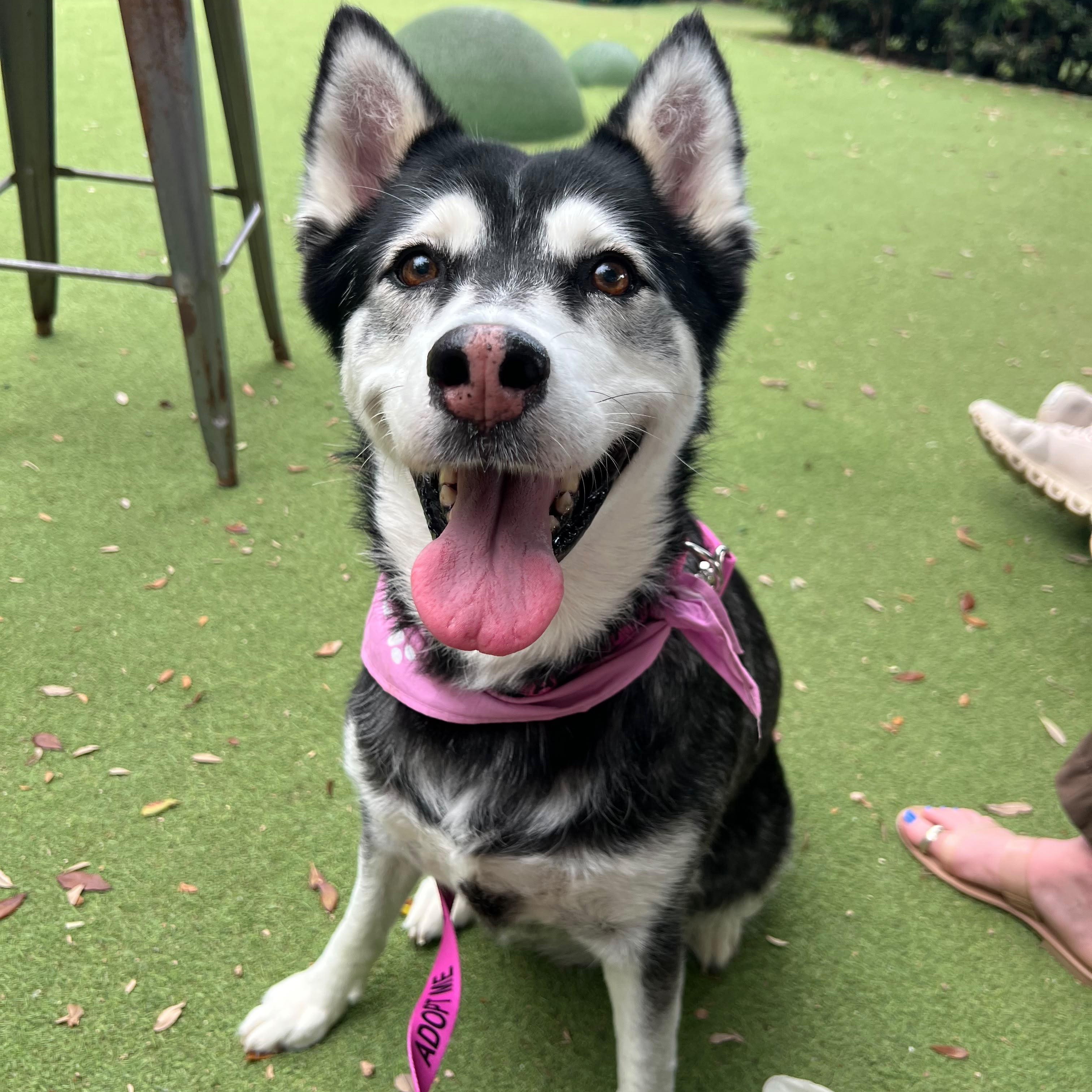 Sky, a Adoptable mixed breed in Houston, TX image 5/5
