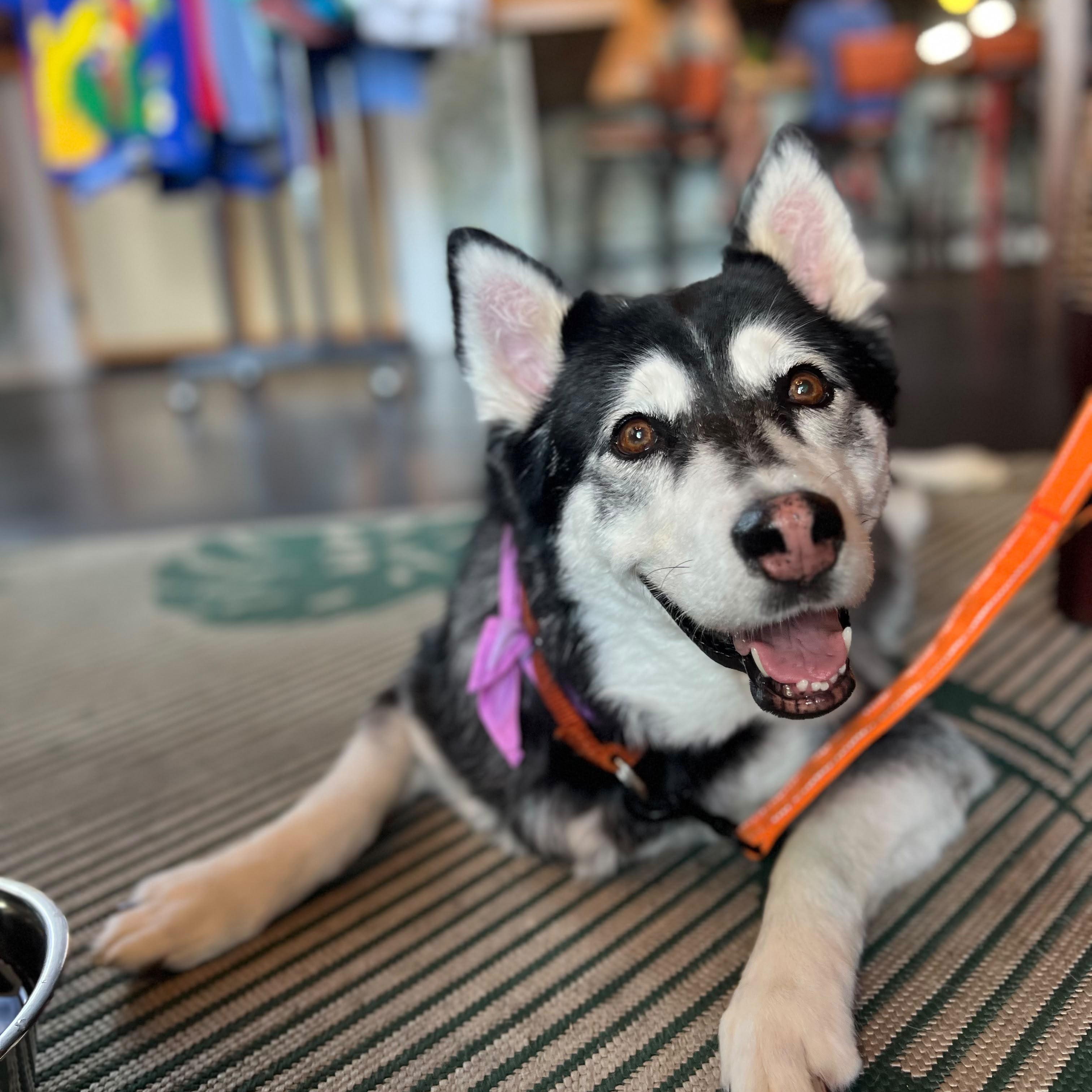 Sky, a Adoptable mixed breed in Houston, TX image 4/5