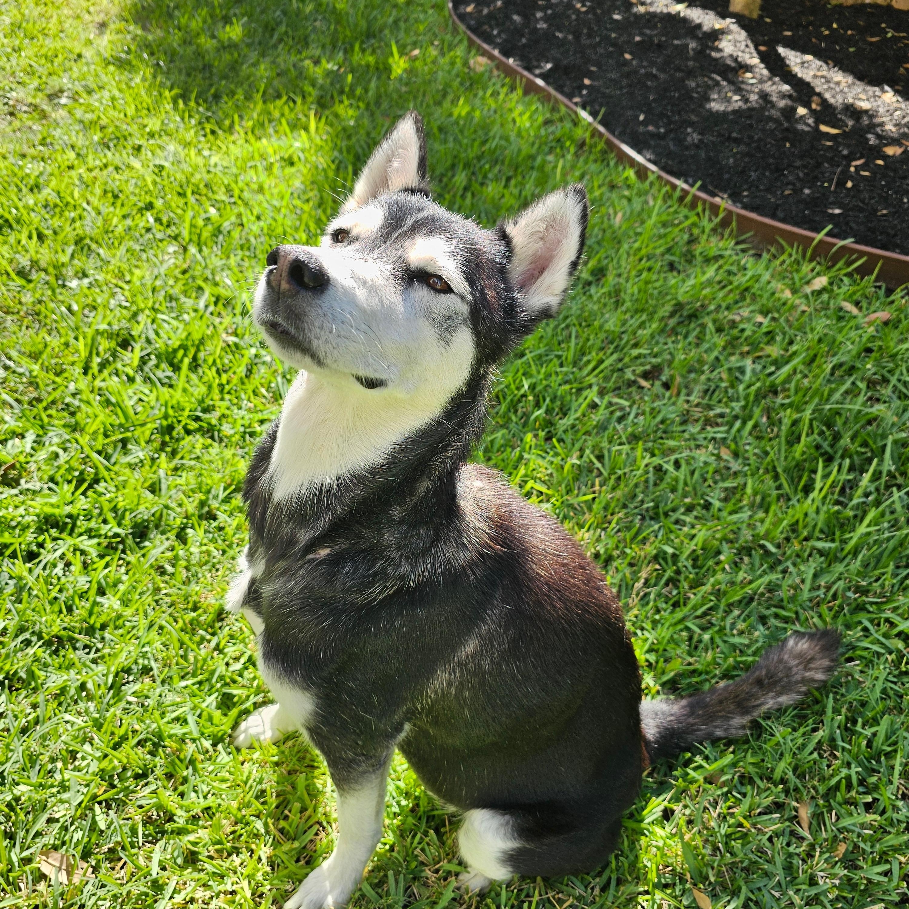 Sky, a Adoptable mixed breed in Houston, TX image 3/4