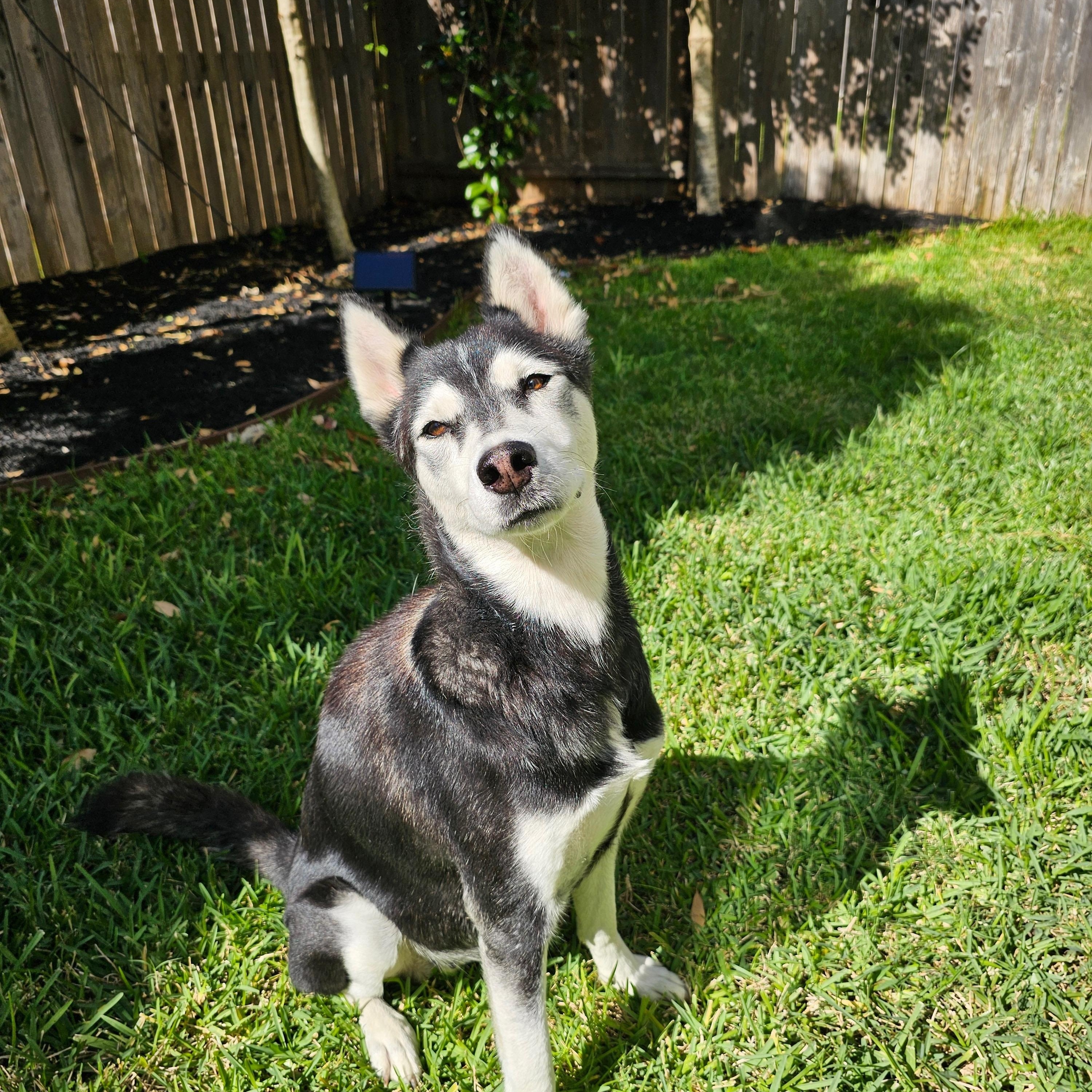 Sky, Adoptable, Adult Female Husky.