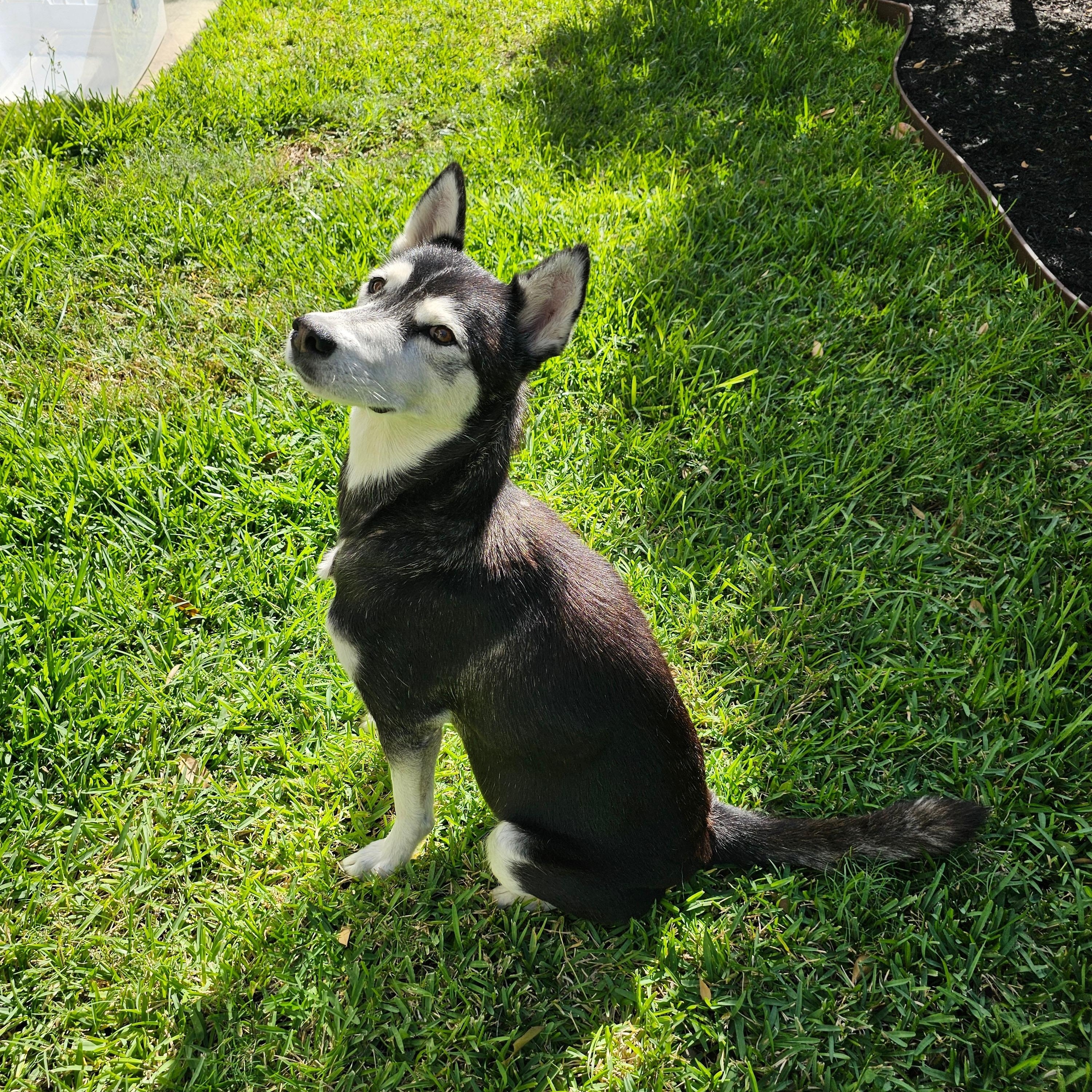 Sky, a Adoptable mixed breed in Houston, TX image 2/4