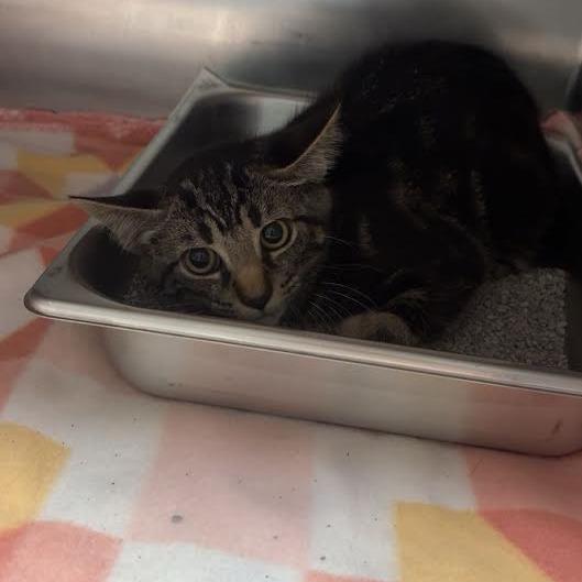 Mazikeen, Adoptable, Young Female Domestic Short Hair.