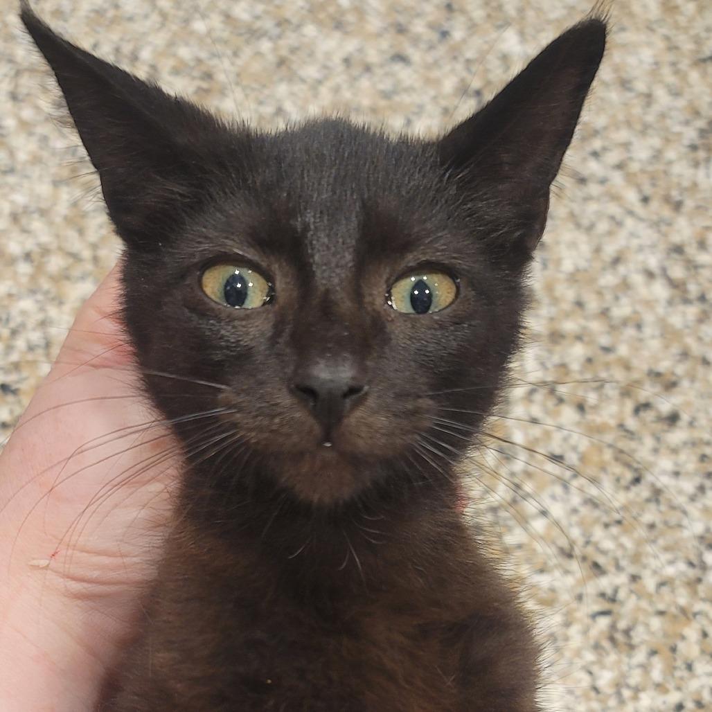 Admiral, a Adoptable American Shorthair in Sparks, NV image 1/6