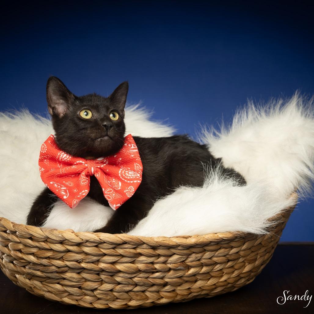 Admiral, a Adoptable American Shorthair in Sparks, NV image 4/6