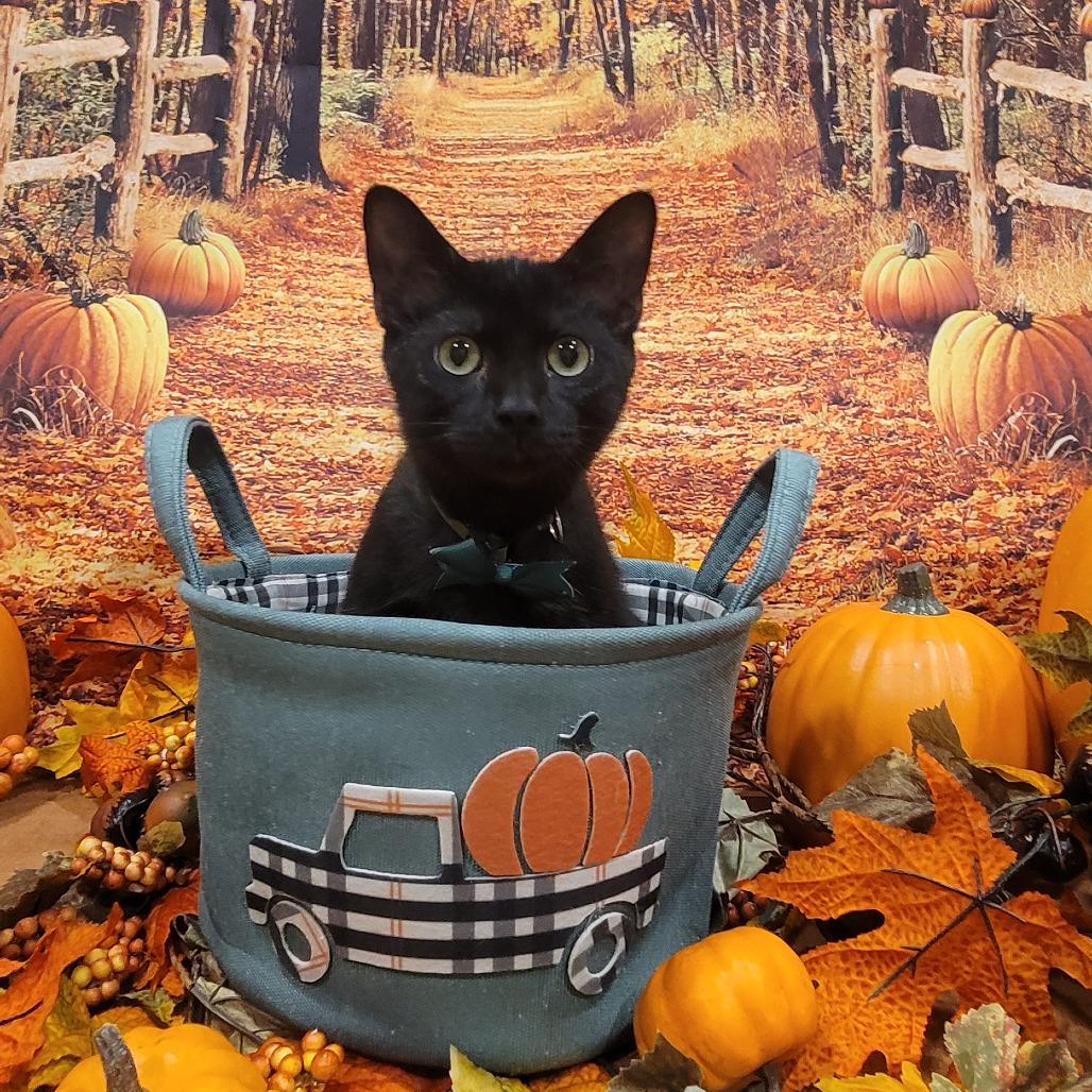 Admiral, a Adoptable American Shorthair in Sparks, NV image 6/6