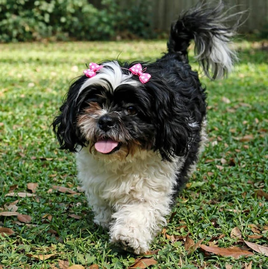 CANDY GS, an adopted mixed breed in Stanfield, OR image 2/6