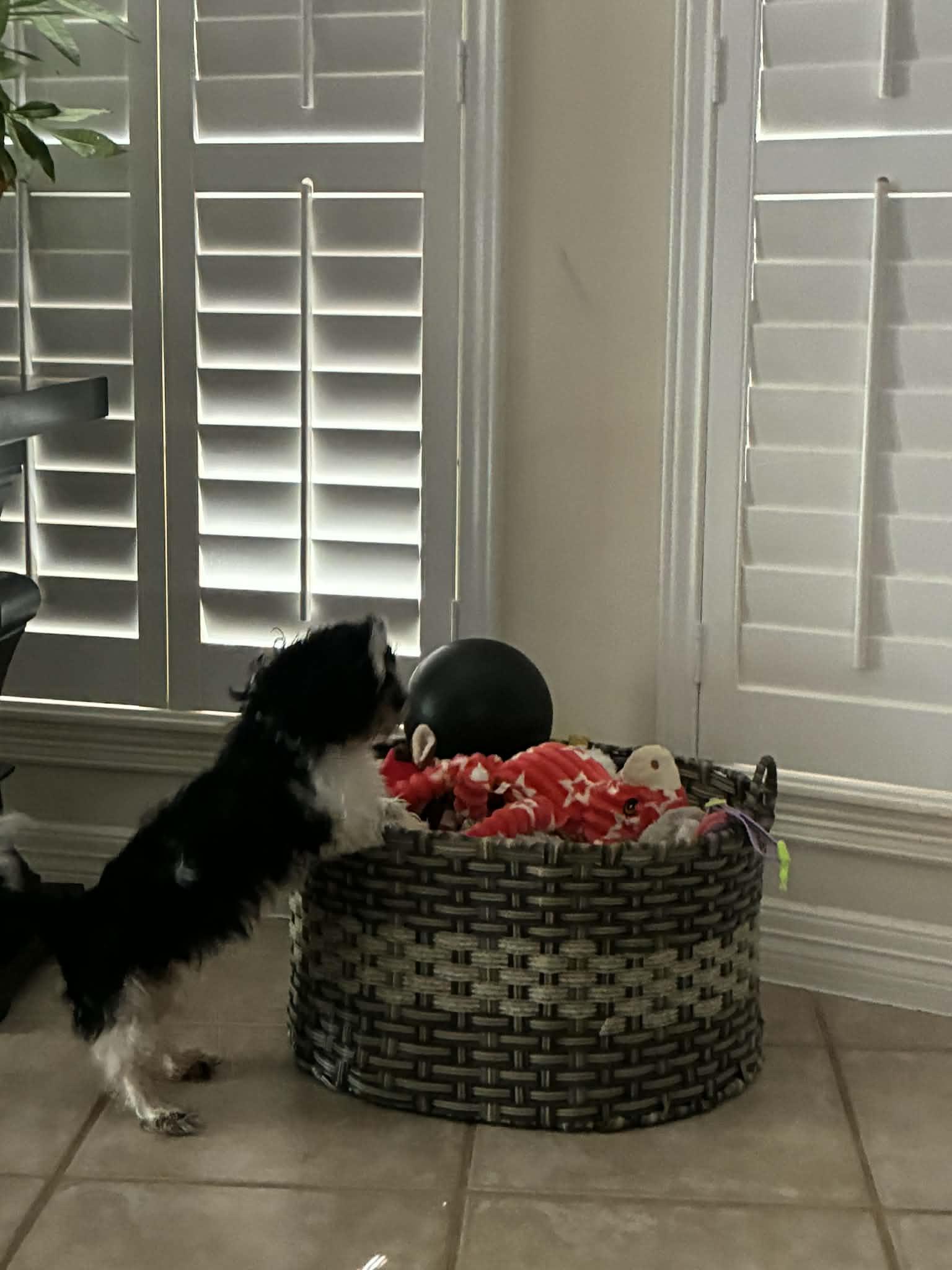 CANDY GS, an adopted mixed breed in Stanfield, OR image 5/6