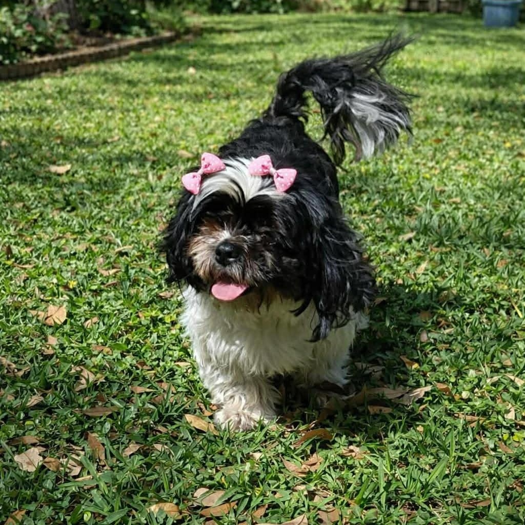 CANDY GS, an adopted mixed breed in Stanfield, OR image 3/6