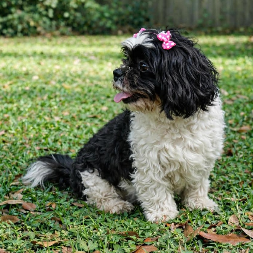 CANDY GS, an adopted mixed breed in Stanfield, OR image 4/6