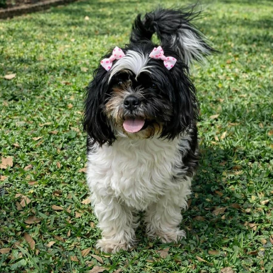 CANDY GS, an adopted mixed breed in Stanfield, OR image 1/6