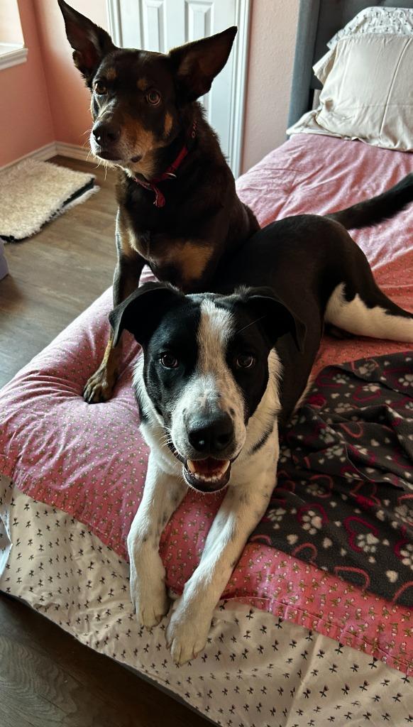 Enlarge Theodore, a Adoptable Border Collie in The Woodlands, TX image 1/6