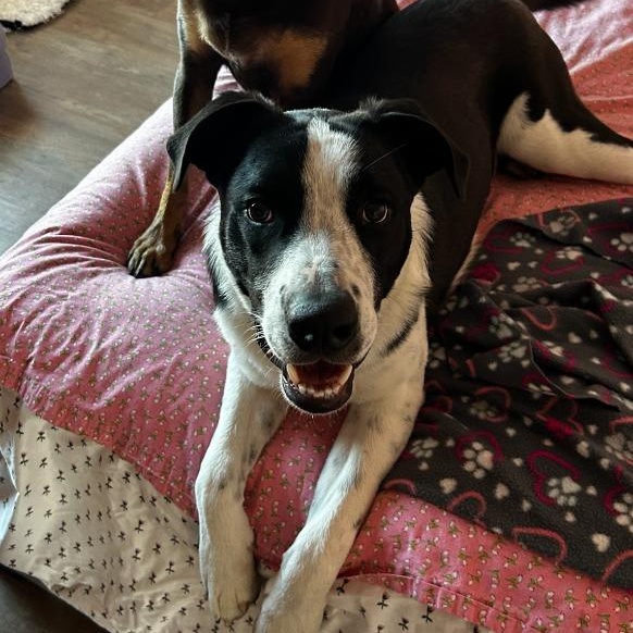 Enlarge Theodore, a Adoptable mixed breed in The Woodlands, TX image 2/6