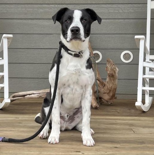 Enlarge Theodore, a Adoptable mixed breed in The Woodlands, TX image 3/6