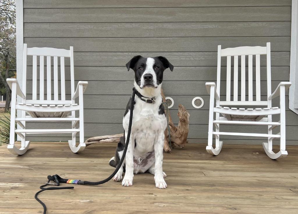 Enlarge Theodore, a Adoptable Border Collie in The Woodlands, TX image 2/6