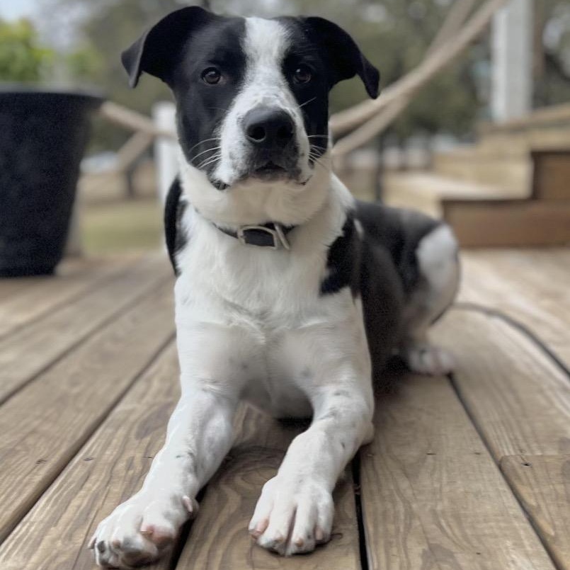 Enlarge Theodore, a Adoptable mixed breed in The Woodlands, TX image 1/6