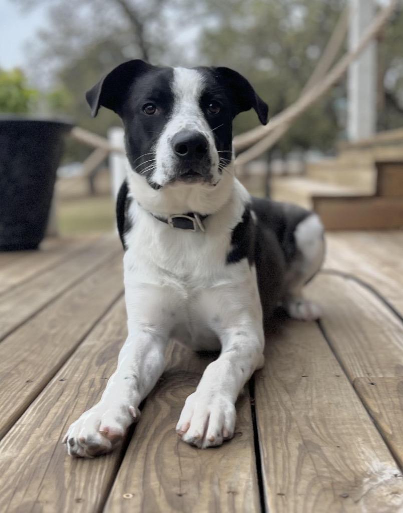 Enlarge Theodore, a Adoptable Border Collie in The Woodlands, TX image 3/6