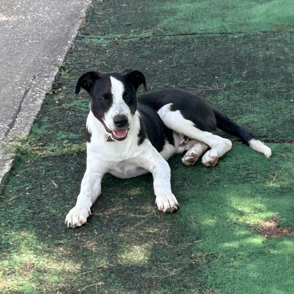 Enlarge Theodore, a Adoptable Border Collie in The Woodlands, TX image 4/6