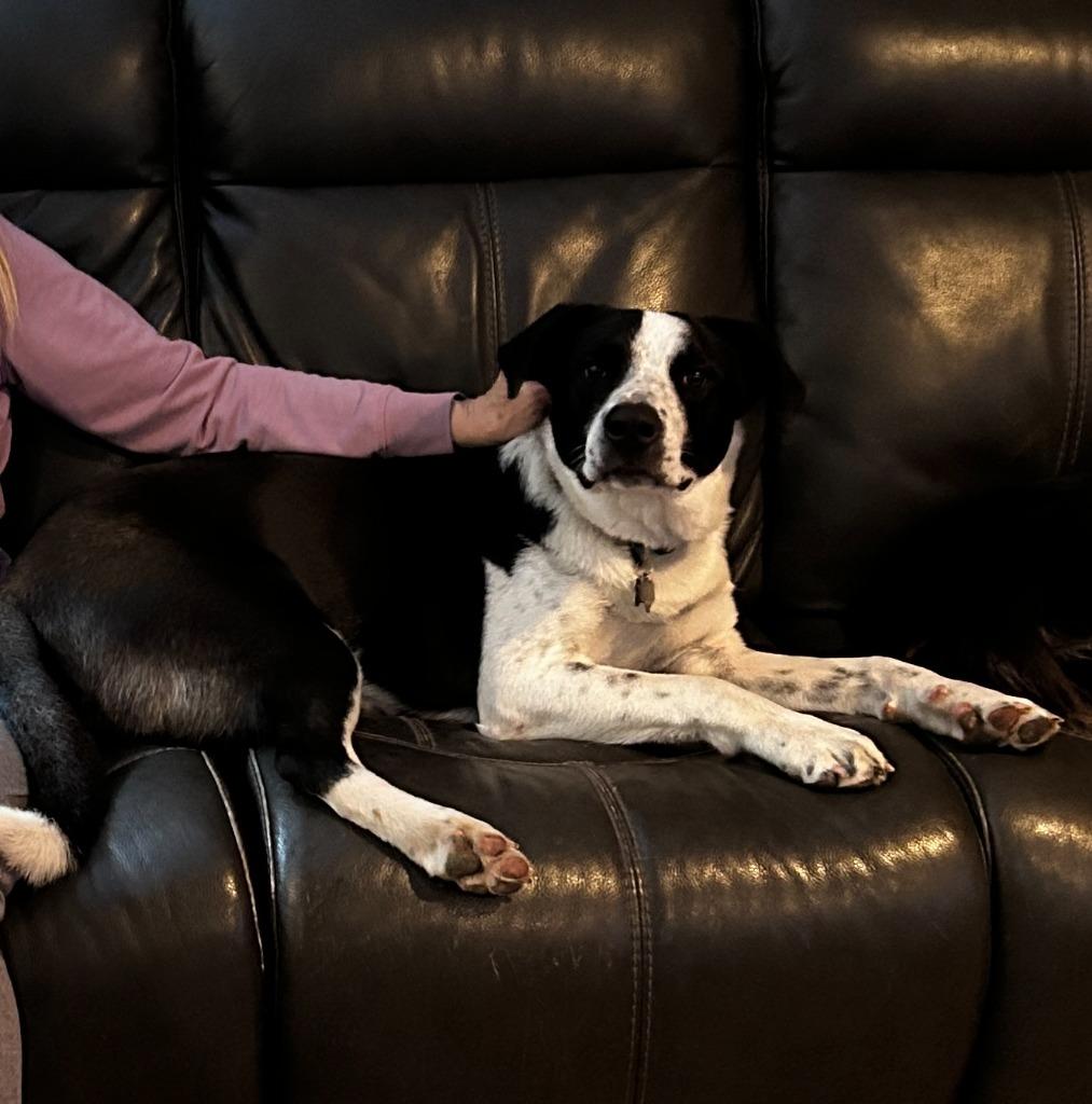 Enlarge Theodore, a Adoptable Border Collie in The Woodlands, TX image 5/6
