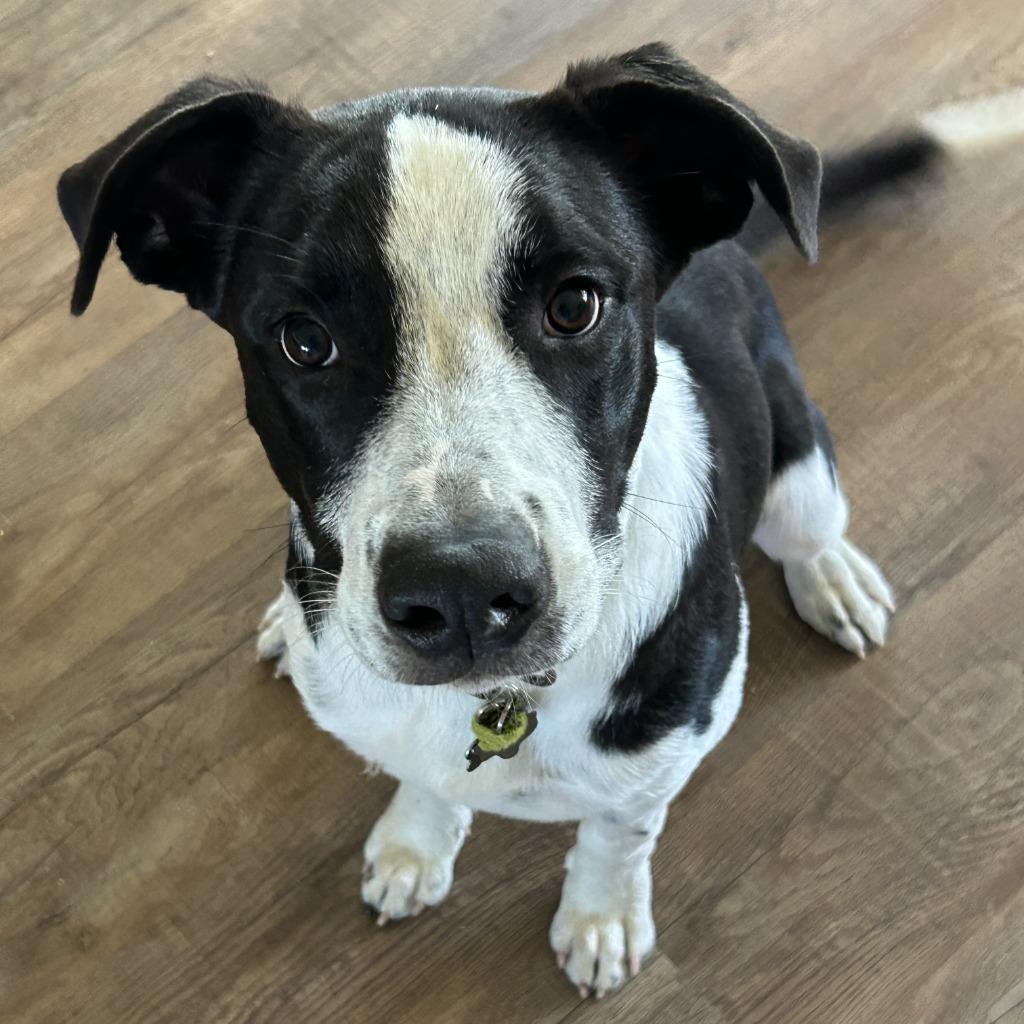 Enlarge Theodore, a Adoptable Border Collie in The Woodlands, TX image 6/6