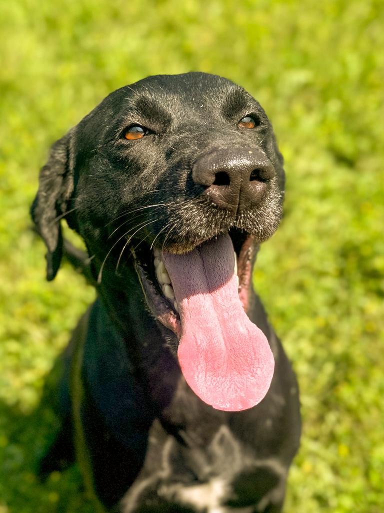 Maggie, Adoptable, Senior Female Labrador Retriever.