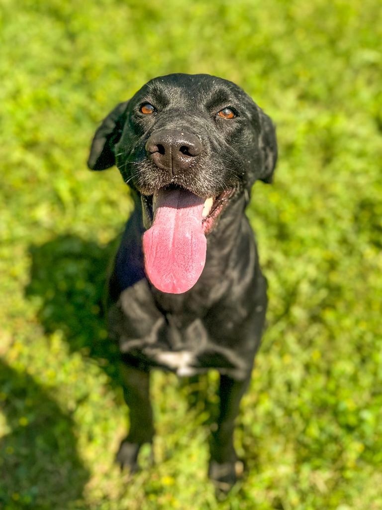 Enlarge Maggie, a Adoptable Labrador Retriever in Springfield, TN image 2/6