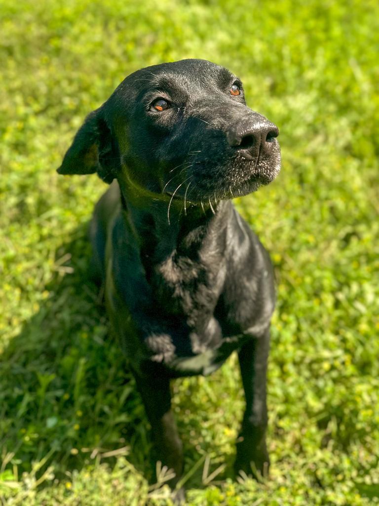 Enlarge Maggie, a Adoptable Labrador Retriever in Springfield, TN image 3/6