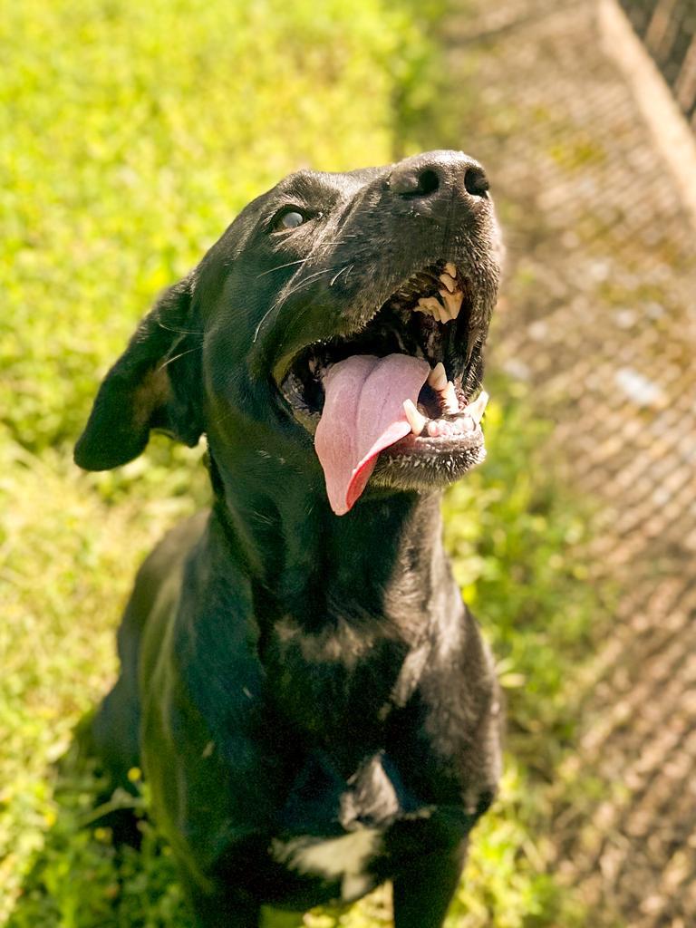 Enlarge Maggie, a Adoptable Labrador Retriever in Springfield, TN image 4/6