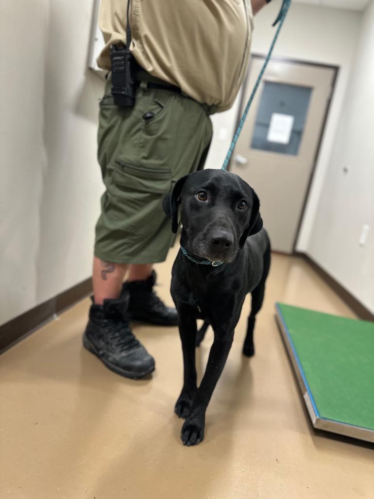 Enlarge Maggie, a Adoptable Labrador Retriever in Springfield, TN image 5/6